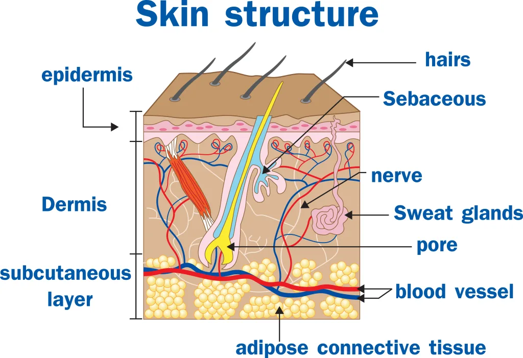 3D illustration depicting the complex structure of human skin, a vital aspect in understanding natural skincare science